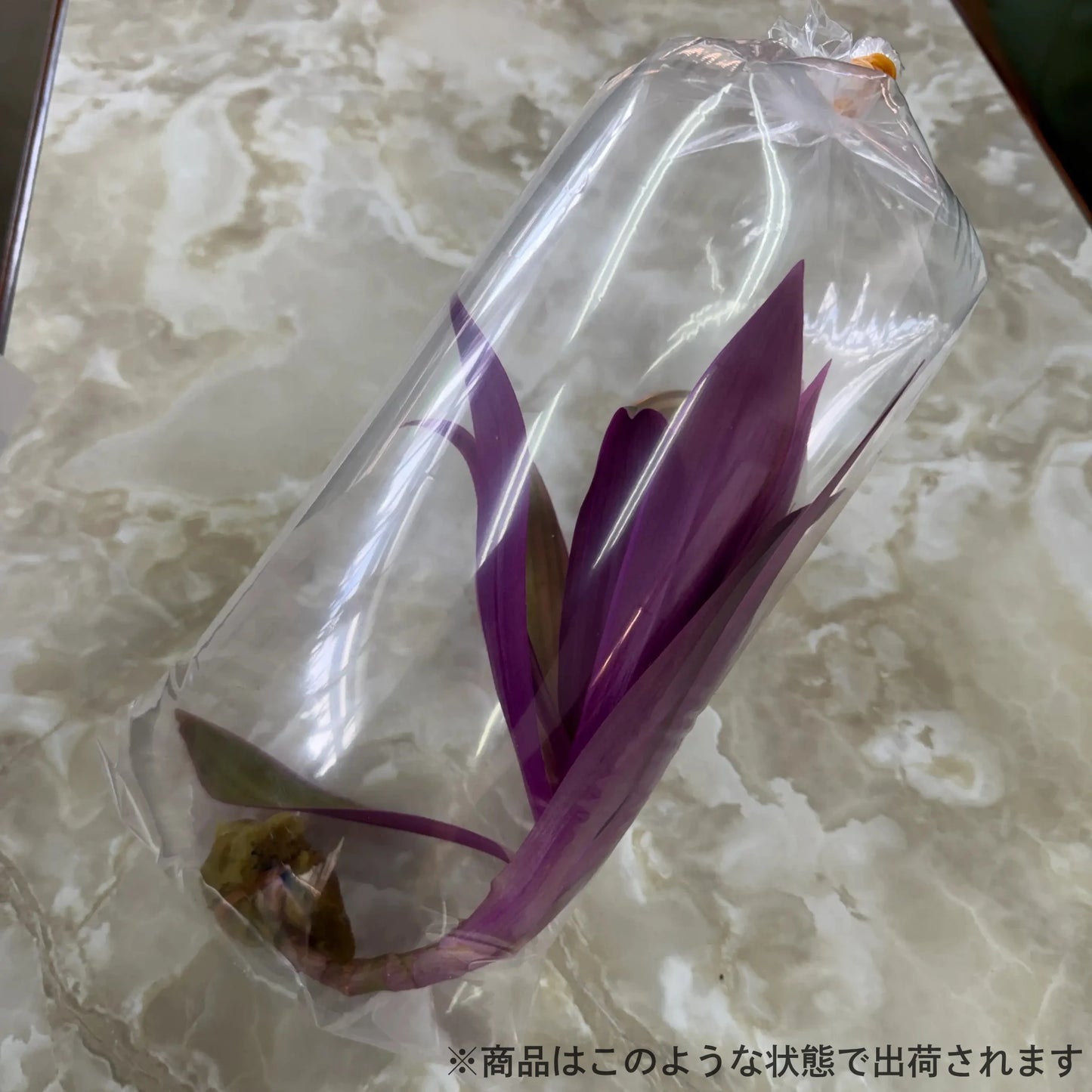 ムラサキオモテ